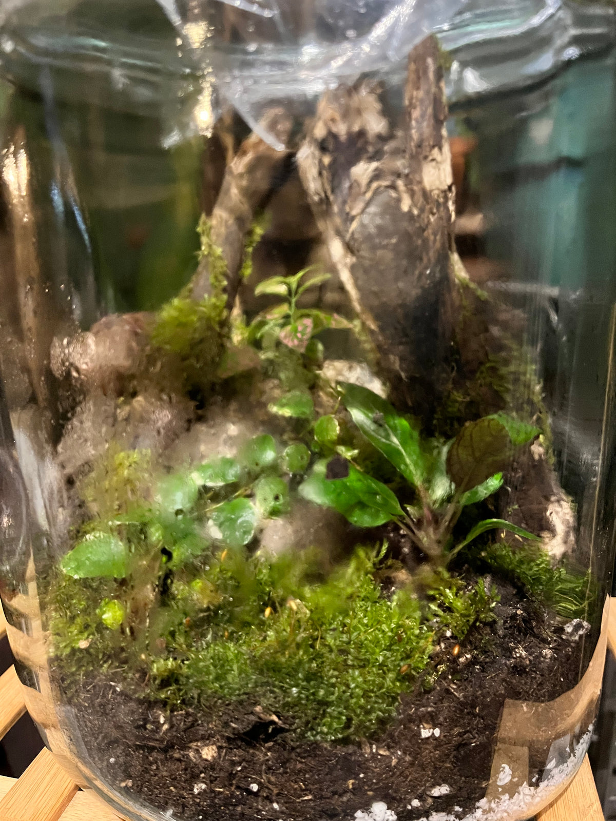 Punky Planter Terrarium Building Workshop September 12th 2026